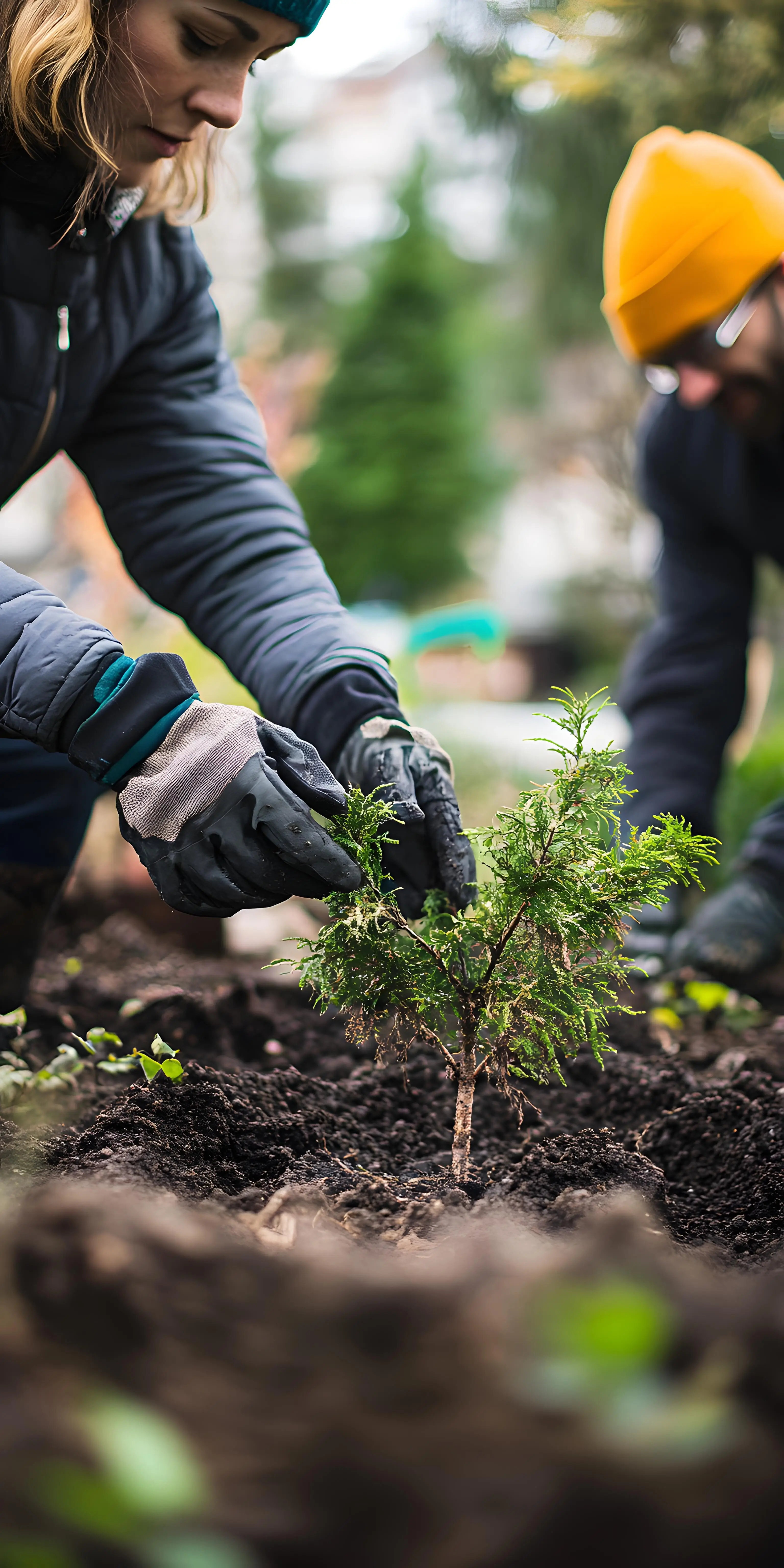 Person beim Pflanzen einer Kiefer im Garten